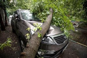 Услуги юриста при падении дерева на автомобиль в Челябинске  Город Челябинск